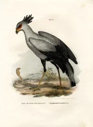 Pássaro Raptorial de pernas longas, 1864